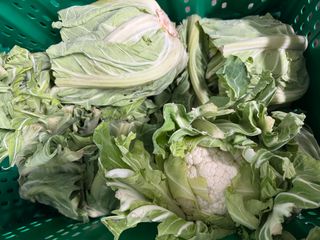 CAULIFLOWER WHITE -  10 COUNT CRATE