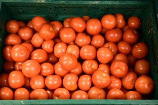 TOMATO RED LOOSE - 1OKG CRATE -LOCALLY GROWN