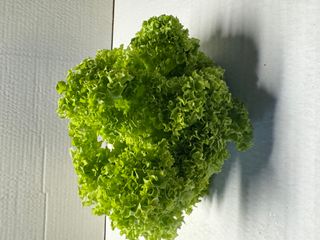 LETTUCE GREEN FRILLY -  HYDRO  LOCALLY GROWN