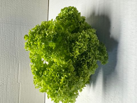 LETTUCE GREEN FRILLY -  HYDRO  LOCALLY GROWN