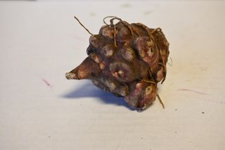 ARTICHOKE JERUSALEM LOOSE . NZ