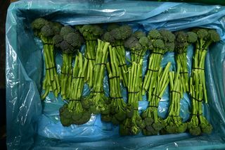BROCOLINI -GREEN - CRATE 15 COUNT