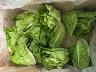 LETTUCE COS BABY HEADS - (15 COUNT CARTON )