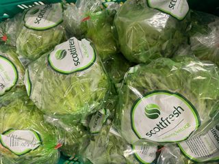 LETTUCE ICEBERG  BAGGED - 15 COUNT CRATE