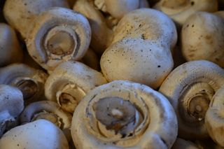 MUSHROOMS BUTTON -TAG 2 GRADE- RANDOM WEIGHT