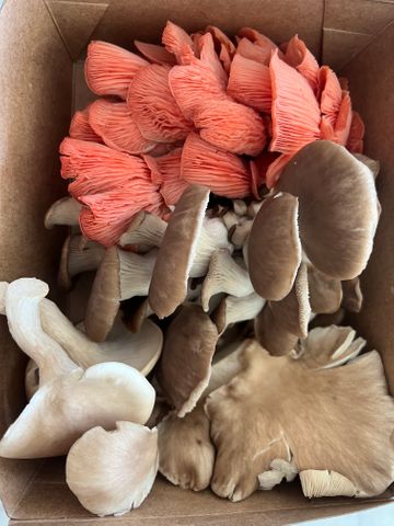 MUSHROOM OYSTER- 1KG LOOSE
