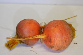 BEETROOT GOLDEN LARGE