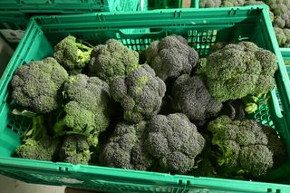 BROCCOLI TAG 1 - 25 COUNT