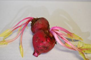 BEETROOT - CHIOGGIA BABY 500GM