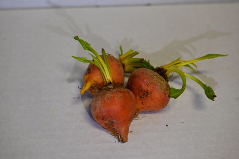 BEETROOT BABY  - GOLD 500GM