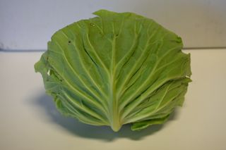 CABBAGE GREEN LOCAL