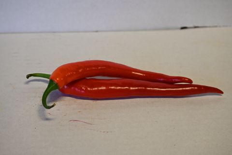CHILLI RED - NEW ZEALAND
