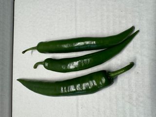 CHILLIES GREEN - LOCALLY GROWN