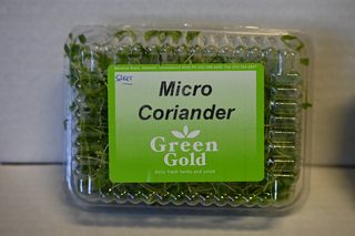 MICRO CORIANDER HERB -  PUNNET