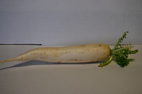 DAIKON - LOCALLY GROWN