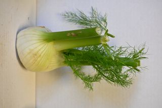 FENNEL BULB - NEW ZEALAND LOCAL