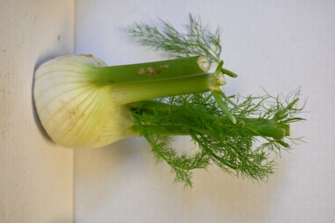 FENNEL BULB - NEW ZEALAND LOCAL