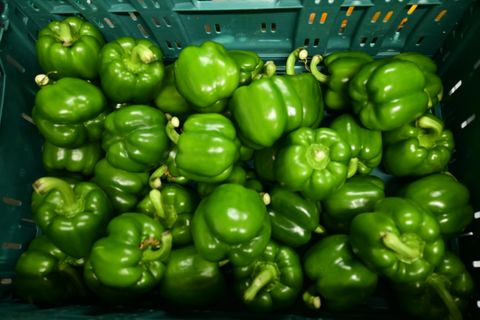 CAPSICUM GREEN LOOSE - 5 KG