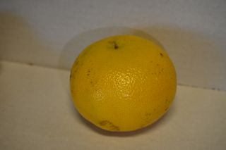 GRAPEFRUIT USA IMPORT