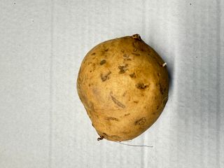 KUMARA GOLD LOOSE- NZ