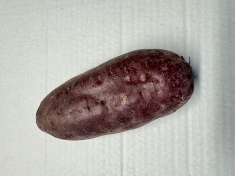 KUMARA PURPLE - PURPLE LOOSE