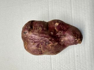 KUMARA RED LOOSE NZ