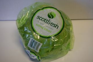 LETTUCE ICEBERG - PREPACKED BAG
