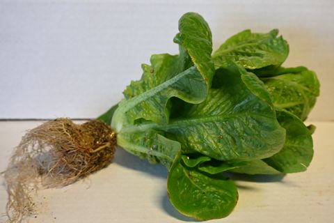 LETTUCE COS - BABY (CRYSTAL GARDENS )