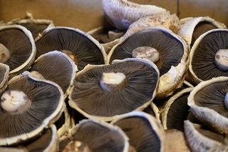 MUSHROOM PORTABELLO LOOSE - NZ