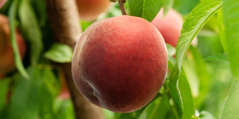 The Chosen Ones & Their Delicious Peaches