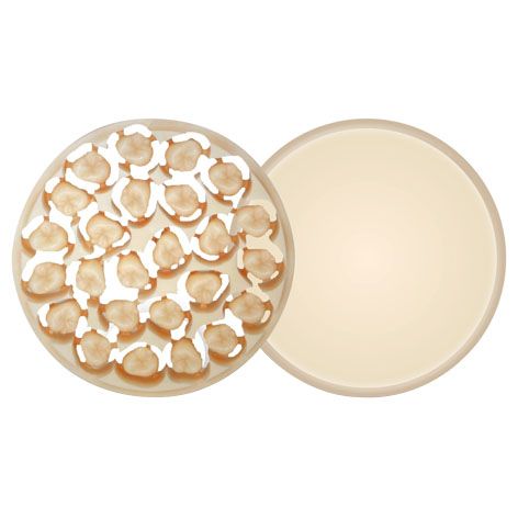 Ambarino 98x15 C2 Monolayer