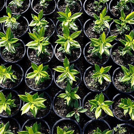 Nursery Category Image1
