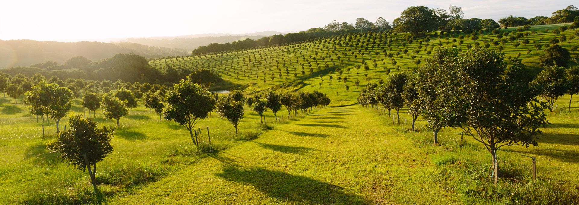 <div class='gallery-wrapper'><h3>Welcome to Arborgreen</h3><p>Australia's tree-planting supply experts for over 40 years</p><div class='button-outer'><a href='contact' class='btn btn-primary'>Get a quote</a></div></div>