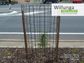 Willunga 1,600mm Steel Mesh Treeguard, Powdercoated Black