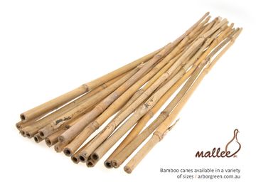 Bamboo Canes 20-22 x 2100mm long - 75/bale