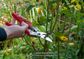 ARS Professional Bypass Secateurs