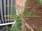 Biodegradable Eco-Mesh Tree Guard 500mm High x 270mm Wide, Green (each)