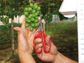 ARS Stainless steel Curved blade Fruit Scissors