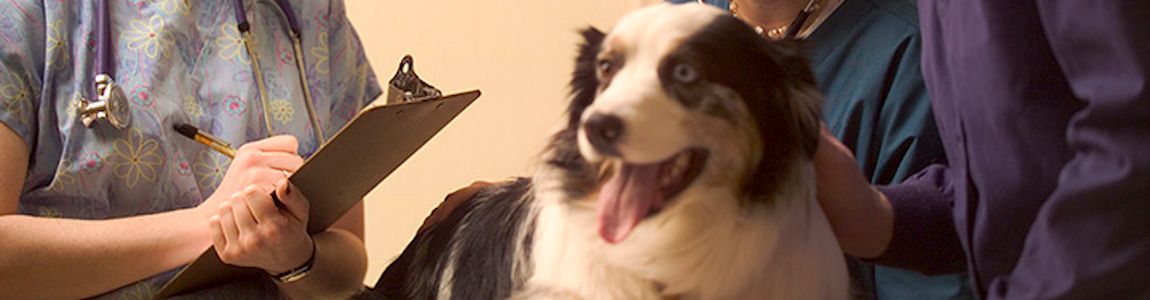 Vet seeing a dog in the clinic