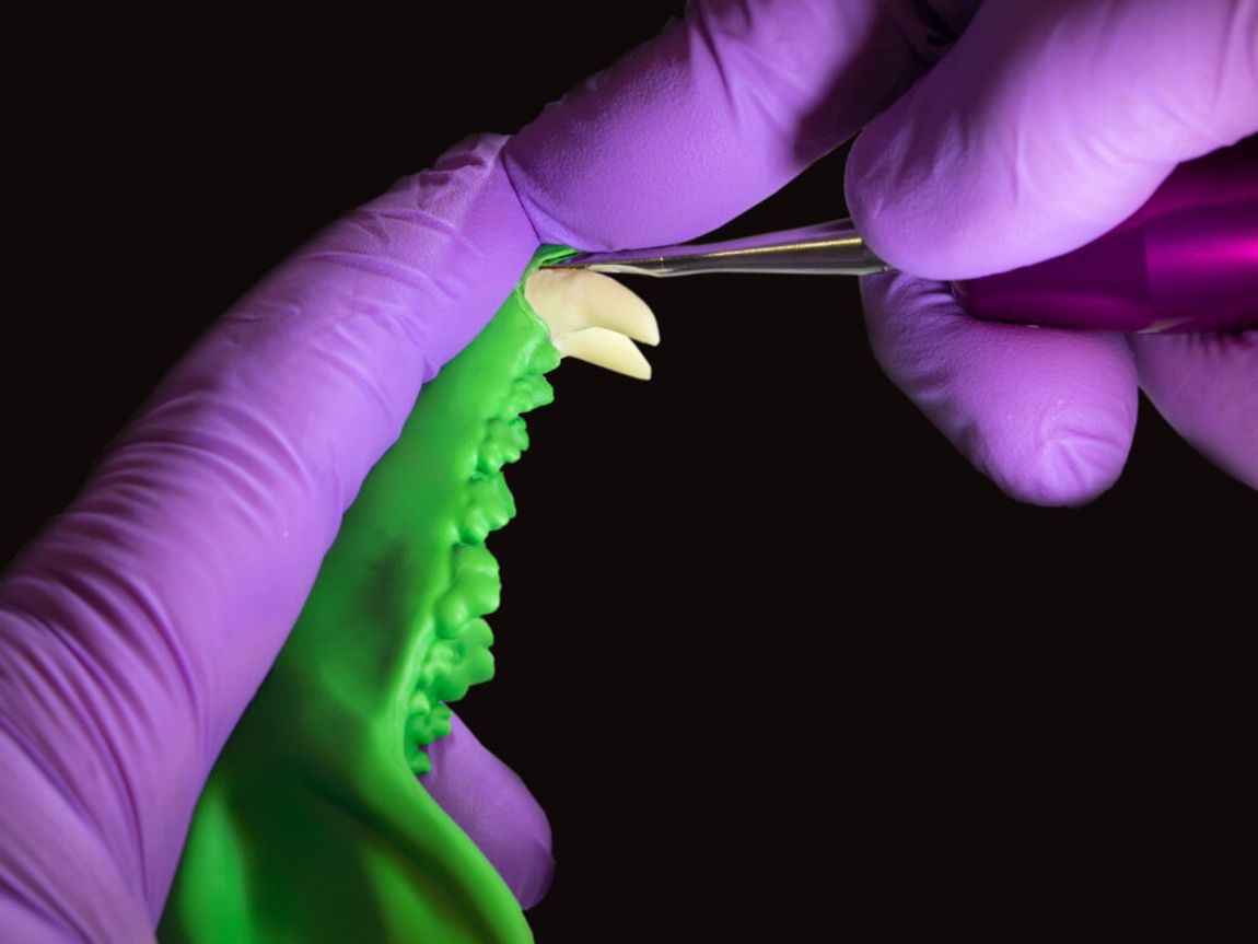 Dentanomic Hand Instrument being held by a hand in test gum