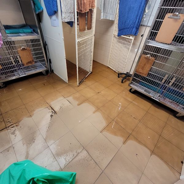 Rochester Veterinary Practice flooding in cage room