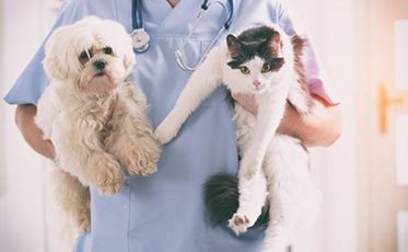 Vet nurse holding cat and dog