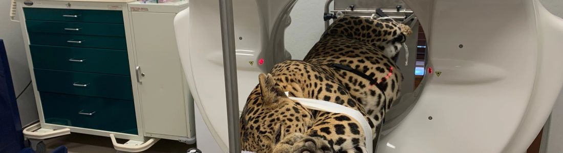 Veterinary CT with Cheetah in CT Scanner