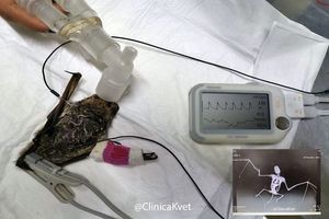 Bat with Patient Monitor