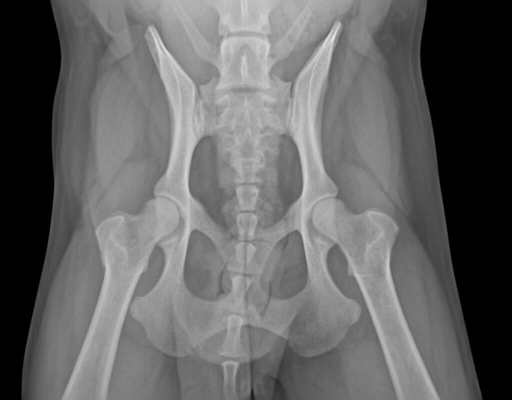 VET DR systems Radmedix