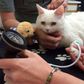 Thames Medical CAT+ Companion Animal Doppler/Blood Pressure Monitor