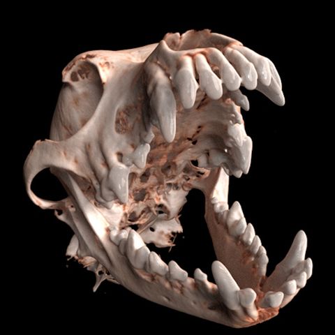 Imaginalis ORIS Dental Veterinary CT Scanner