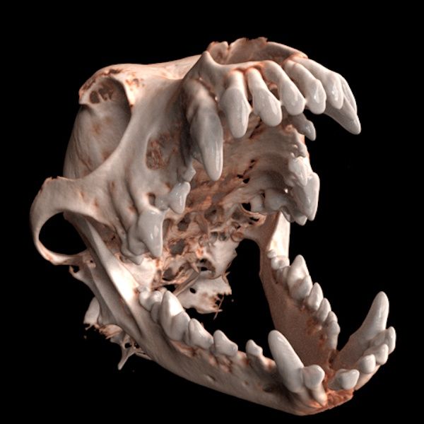Imaginalis ORIS Dental Veterinary CT Scanner