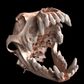 Imaginalis ORIS Dental Veterinary CT Scanner