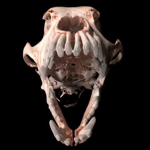 Imaginalis ORIS Dental Veterinary CT Scanner